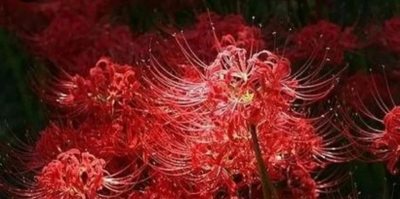 彼岸花的真正花语-彼岸花语象征深