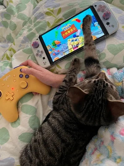 适合猫咪玩的触屏游戏有哪些-猫咪触屏游戏推荐