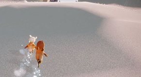 光遇翅膀获取与失去全解析：从有翼到无翼的玩法探索