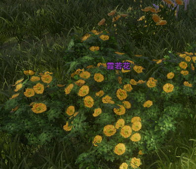 剑网3红尘不渡奇遇全攻略：贺安青救心爱之人的详细步骤与奖励