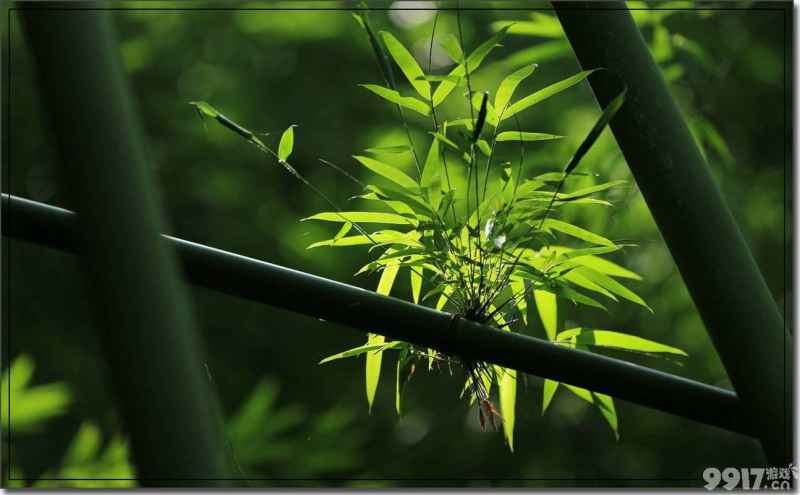 大熊猫爱吃的竹子，真的是草而非树：植物学揭秘