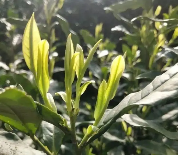 安吉白茶：名字“白”却属绿茶，产地、特点与误区全解析