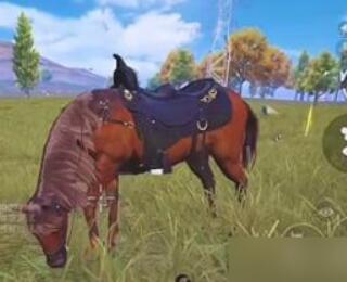 和平精英马的位置与使用技巧详解