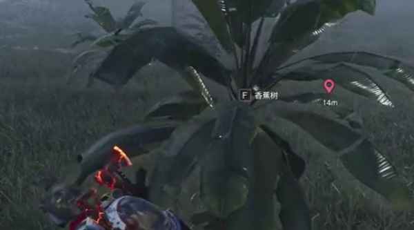 七日世界：香蕉的获取地点与技巧