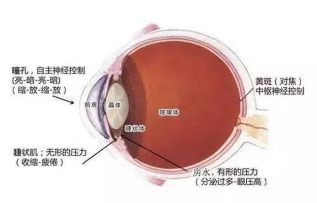 经常转动眼球真的能治好近视吗？