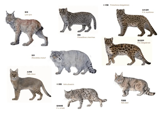 猫科动物知多少？一文看懂37种猫科全图鉴